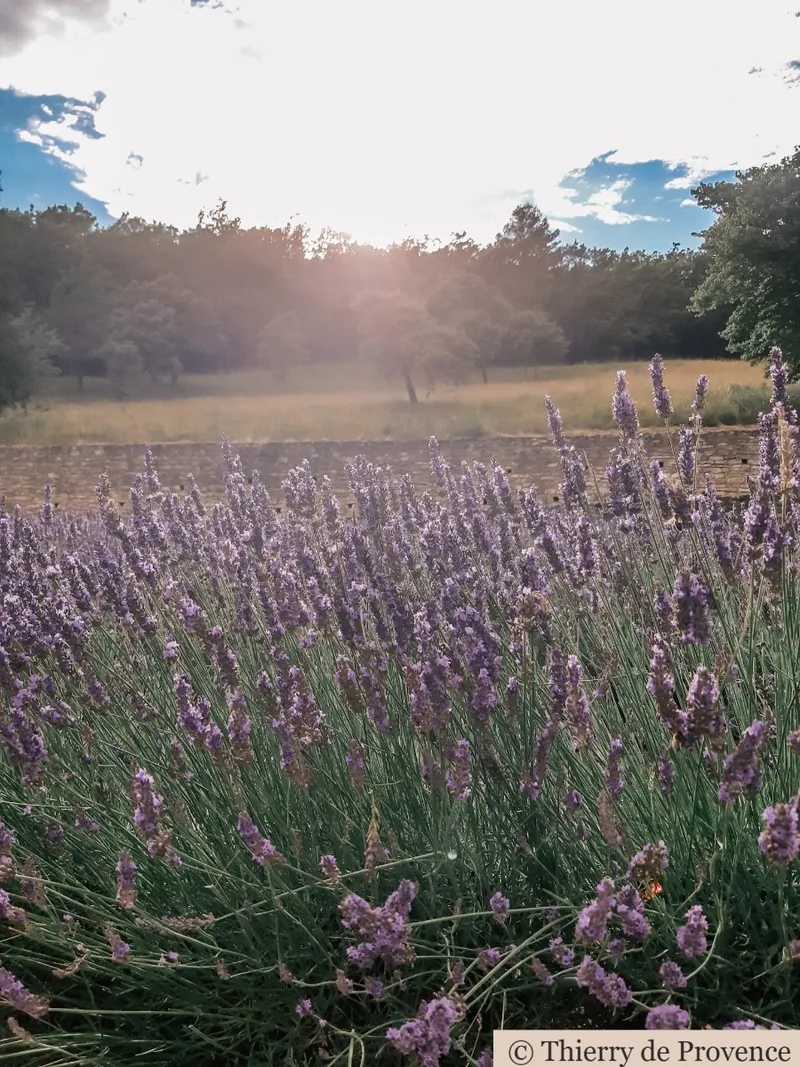 Laventelipelto auringonlaskussa, taustalla vehreä metsä. Pehmeät, violetit kukat ja lämpimän aurinkoinen tunnelma.